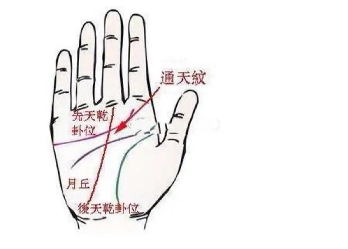 拥有通天纹手相者,多比较有才华,毅力心强,恒心持久,一生容易获取大的