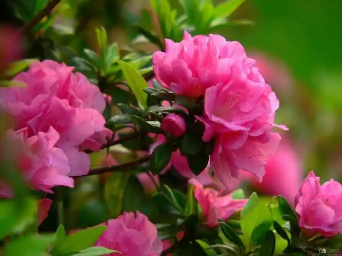 杜鹃花长什么样子图片(杜鹃花长什么样子图片?) - 123植物网
