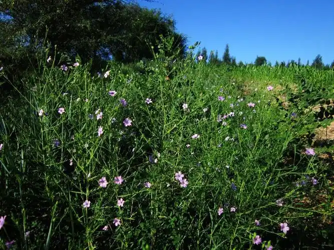 亚麻linumusitatissimum