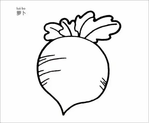 白色水萝卜简笔画