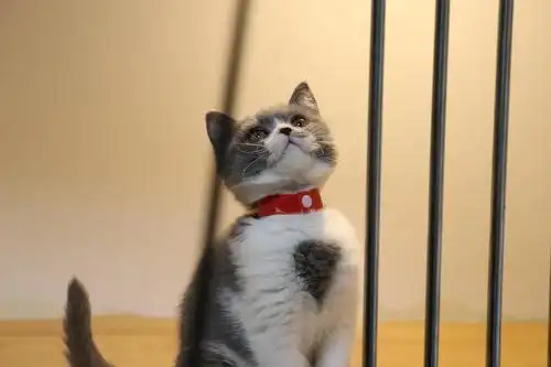 英短蓝白 母猫 三个月大 照片 沐米宠物