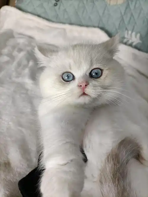 上海英短银点弟弟妹妹找家