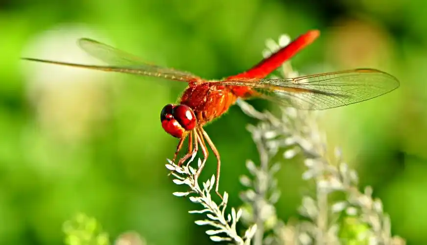 红蜻蜓