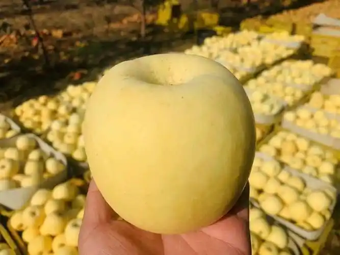 告急山东果农173甜的黄金奶油富士遇大雪盼销路买3斤送2斤助果农度过