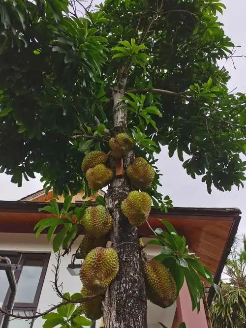 路边还有榴莲树.