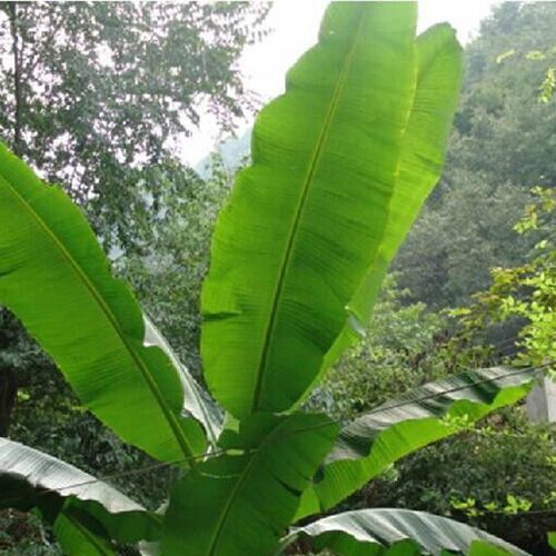 芭蕉叶500克新鲜香蕉叶做糍粑粽子糕点泰式包烧摆盘烤鸡包