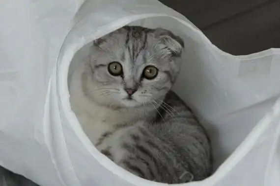 灰白色的猫是什么品种