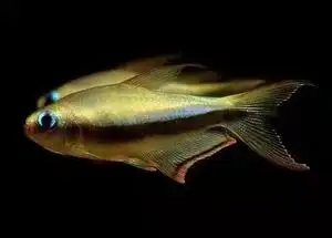 5056人付款淘宝黄金帝王灯鱼,稀有帝王灯鱼,黄色灯鱼