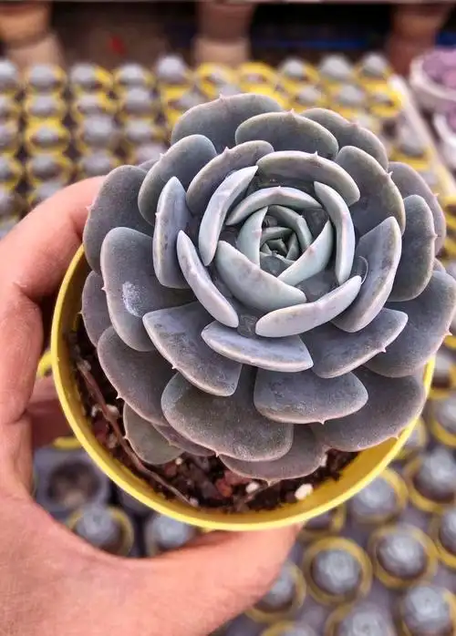 小杆带侧芽安娜玫瑰3元