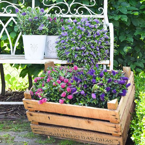 新西兰长阶花盆盆栽花卉多年生室外庭院阳台耐寒时令草本花卉