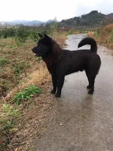 土狗长得很"敦实",小时候没有白往山里跑,散养是长得好