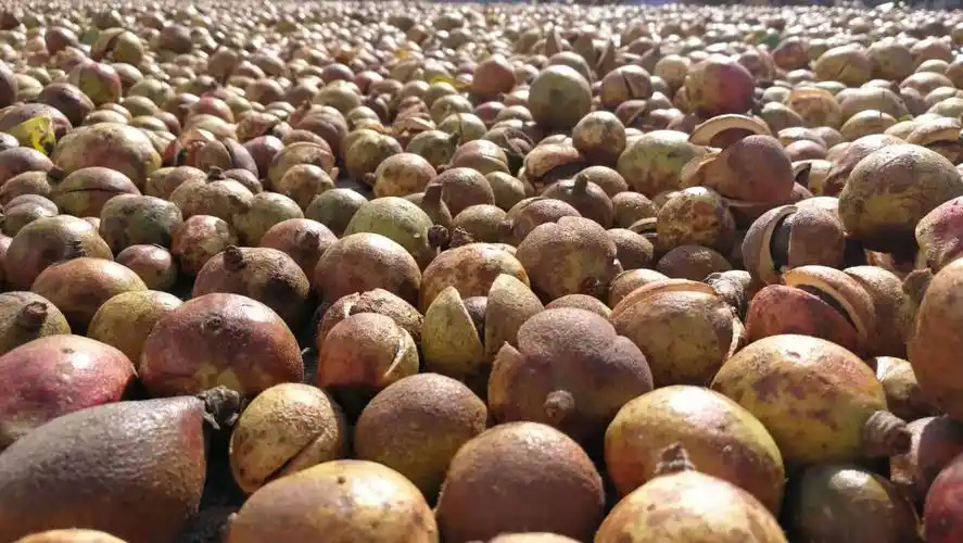 茶树先生山茶油