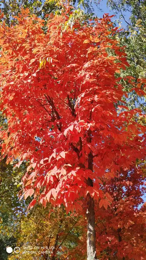 一棵枫叶树