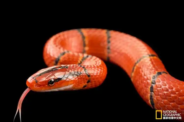 可怖并华丽着的"魔鬼"