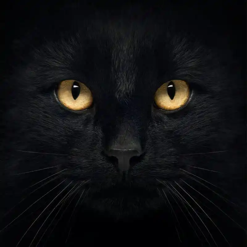 大家有这张孟买猫的原图吗?