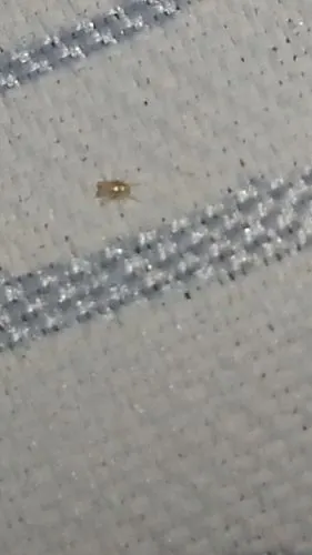 有谁知道这是什么虫子,是不是螨虫,求知!