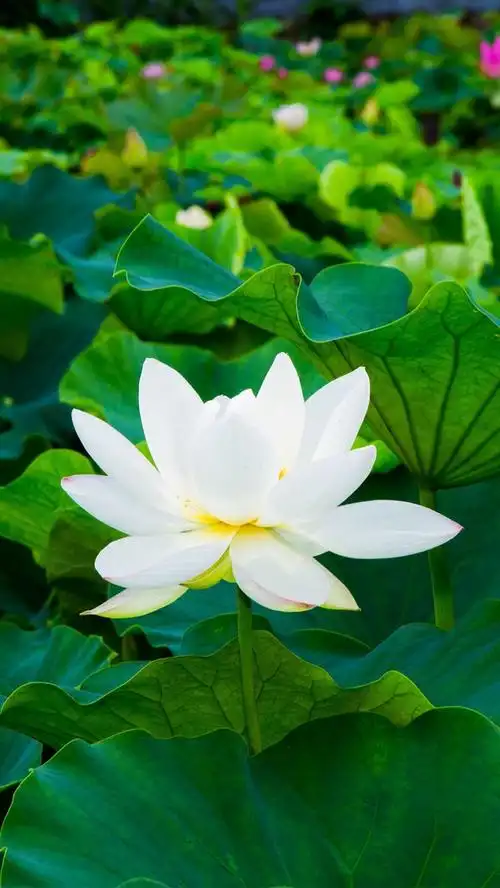 壁纸 白莲花,绿叶,花 5120x2880 uhd 5k 高清壁纸, 图片, 照片