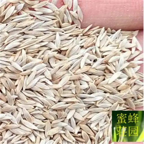 油麦菜种子苦菜牛俐生菜四季高产莜麦菜种子长叶莴苣约100粒/包