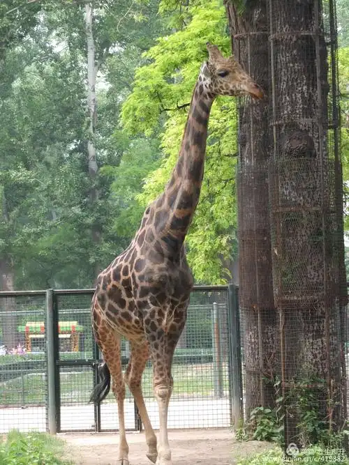 长颈鹿是当今世界上较高的动物之一