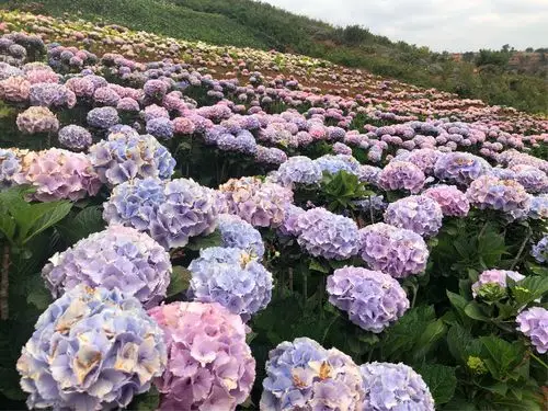 昆明阳宗夏季绣球花海