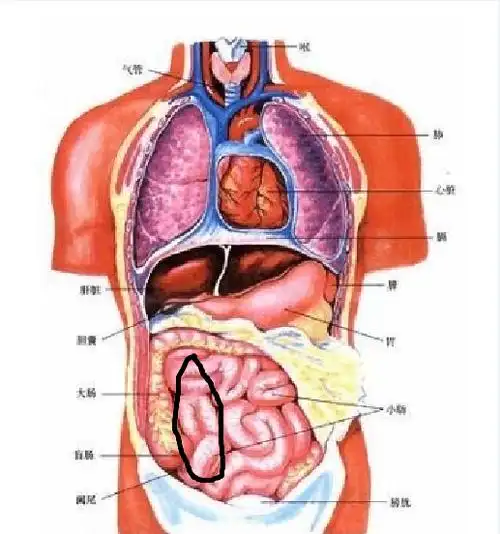 我肚脐眼右侧下面不舒服,一阵阵的,10天左右了,如图位置.