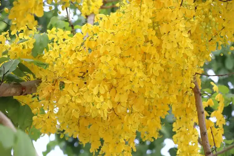 5月,绽放的腊肠树花!