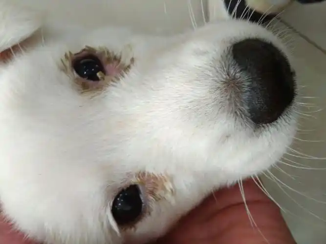 为什么最近狗狗眼屎这么多?我该怎么办