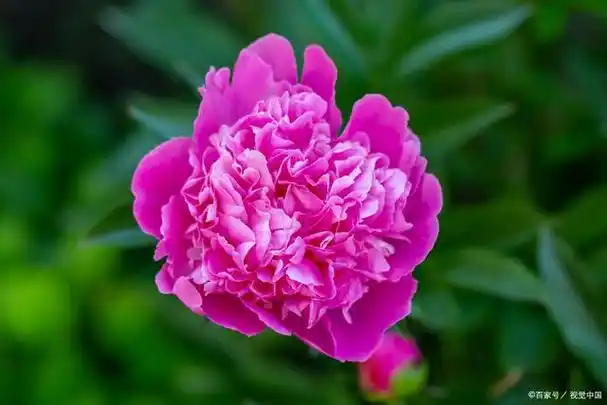 牡丹花哪种最好看?