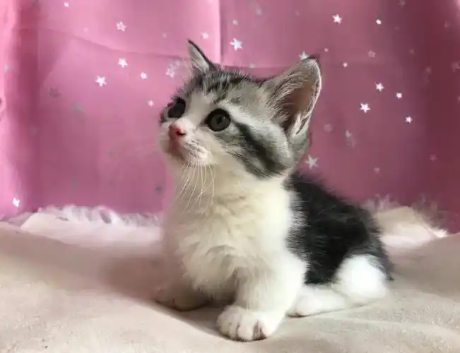 这只美短起司矮脚弟弟值2500吗