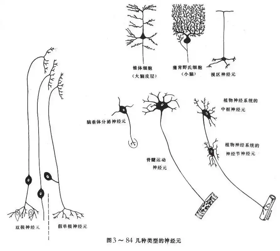 运动神经元词条图册_百度百科