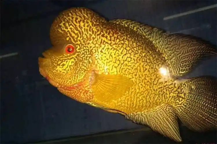 帝王马骝其它品系德萨斯白玉新品满银达摩金花泰金长按识别二维码本文