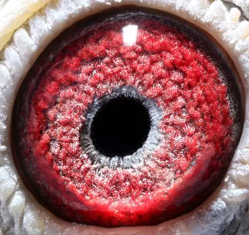 詹森子代鸽-501037(已售)