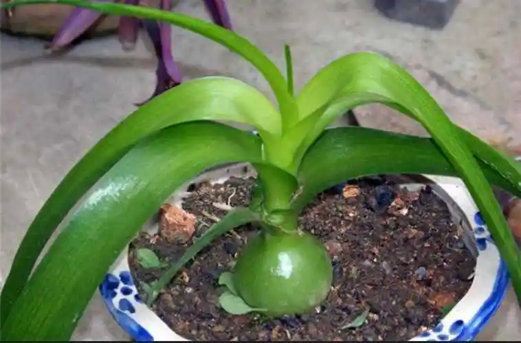 白花虎眼万年青(植物百科之万年青超详介绍)