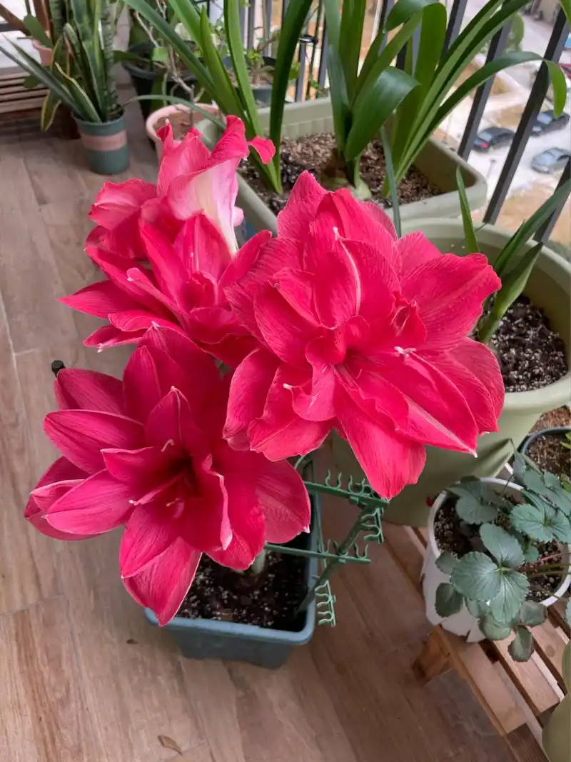 朱顶红|糖果仙女|开得也太美了吧!