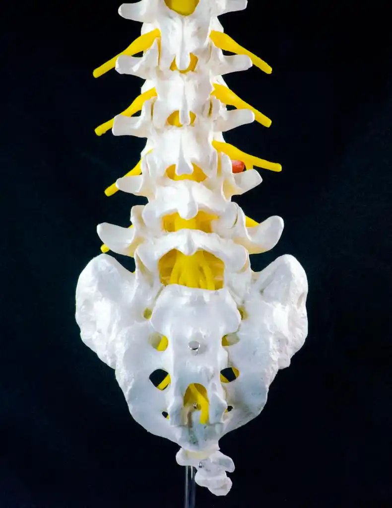 脊椎模型,椎骨模型