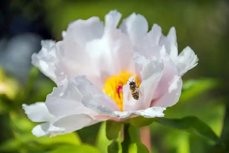 人间四月天,唯美牡丹花