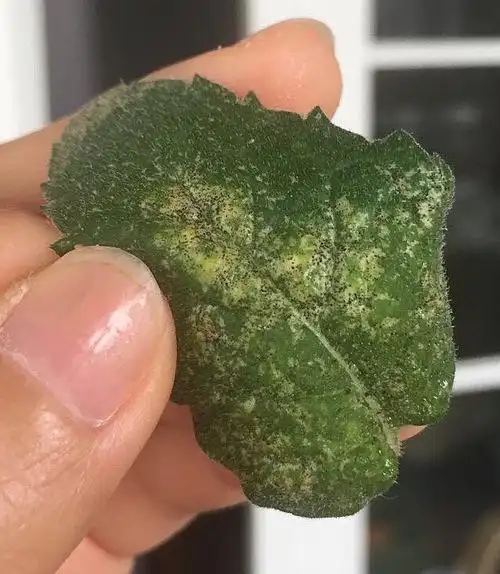 请问各位高人这是什么病虫害 在阳台上薄荷和竹柏的叶面上都有长 针尖