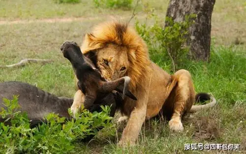 原创画上假眼睛如何保护牛免受狮子袭击