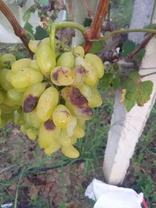 葡萄表皮一层黑斑不稀不烂这是什么病害