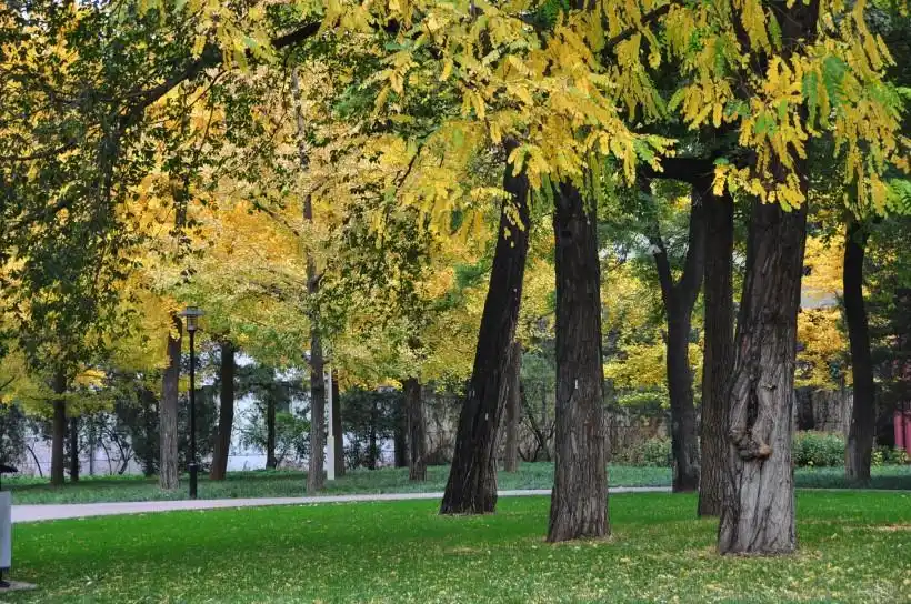 图片大全 自然风光 金黄色秋天风景图片 > 金黄色秋天风景图片 第10张