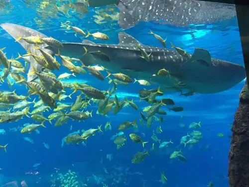 珠海长隆海洋王国门票,世界的长隆欢迎您!