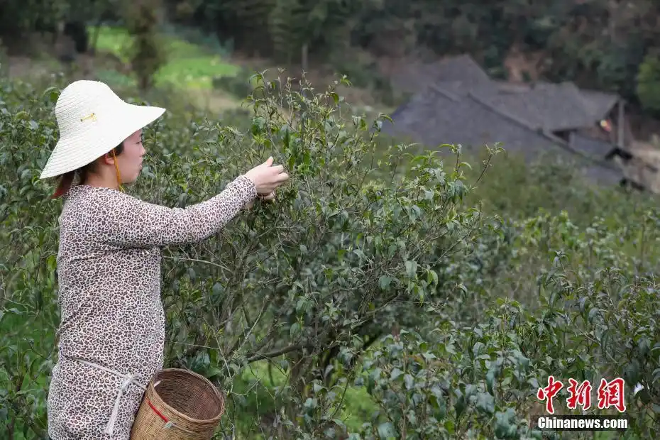 贵州余庆小叶苦丁茶进入采摘季
