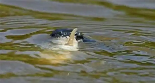 吃鱼的水蛇大多无毒——资料图