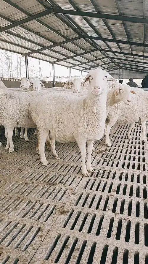 湖羊养殖#繁殖能力强的肉羊品种——湖羊