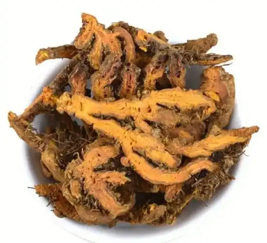 每日一药——黄连