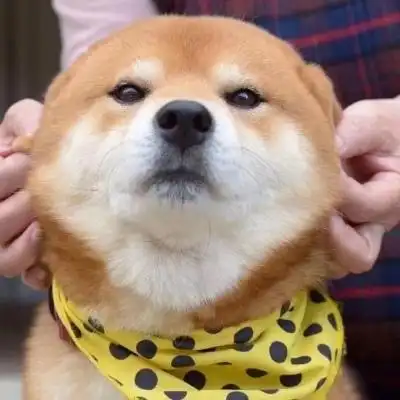 可爱柴犬_微信头像_我要个性网