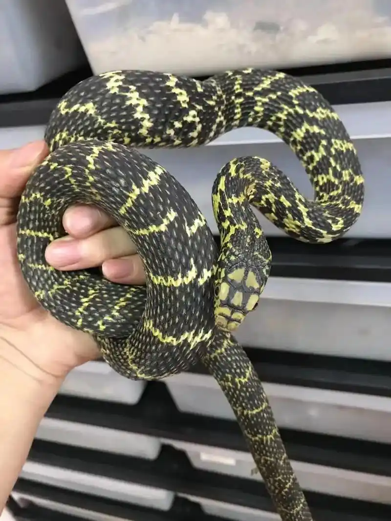 1.王锦蛇(无毒)#萌宠出道计划 #爬宠  - 抖音