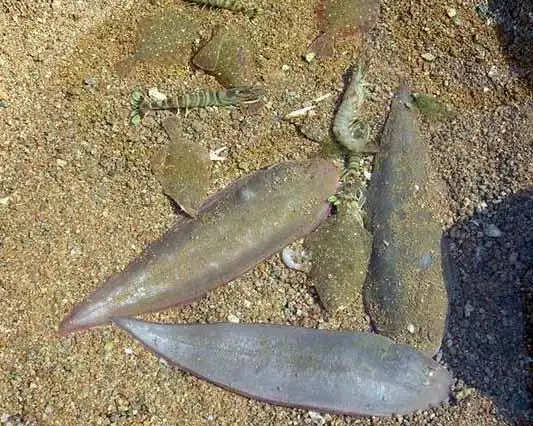 巴沙鱼属淡水鱼,是鲶鱼的一种,产地在东南亚.