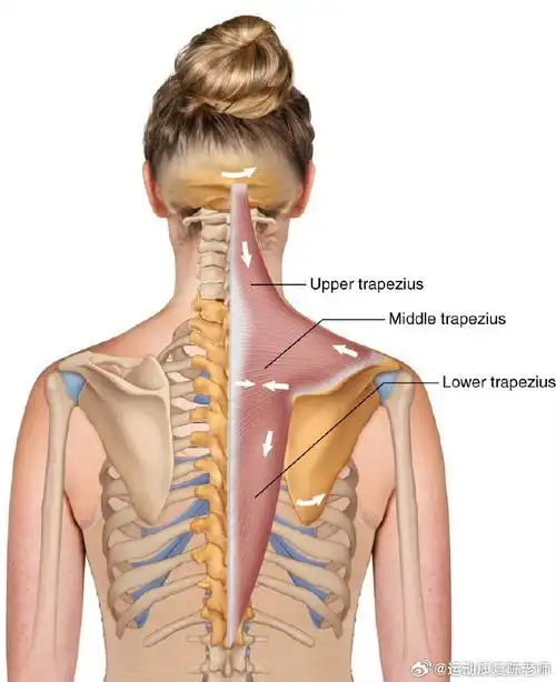 斜方肌##肩部训练##健闻登顶计划