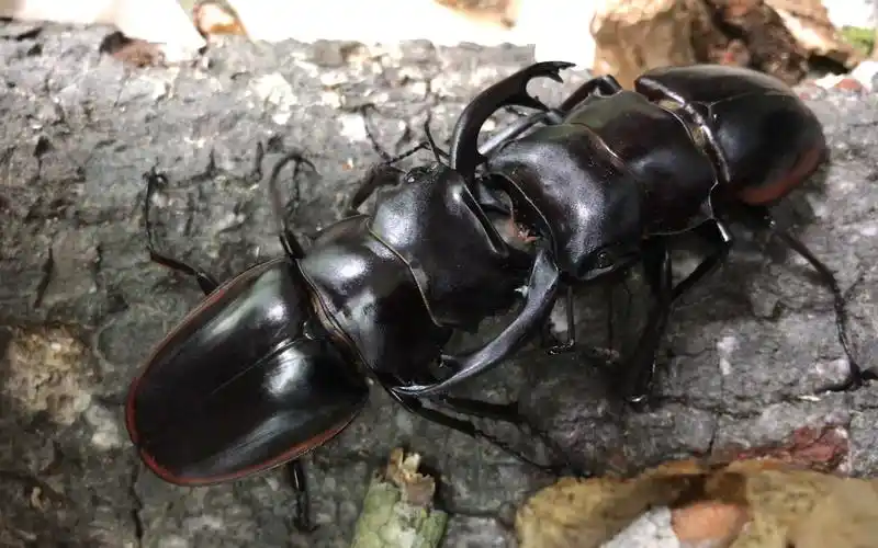 锹甲红边鬼艳双雄对决